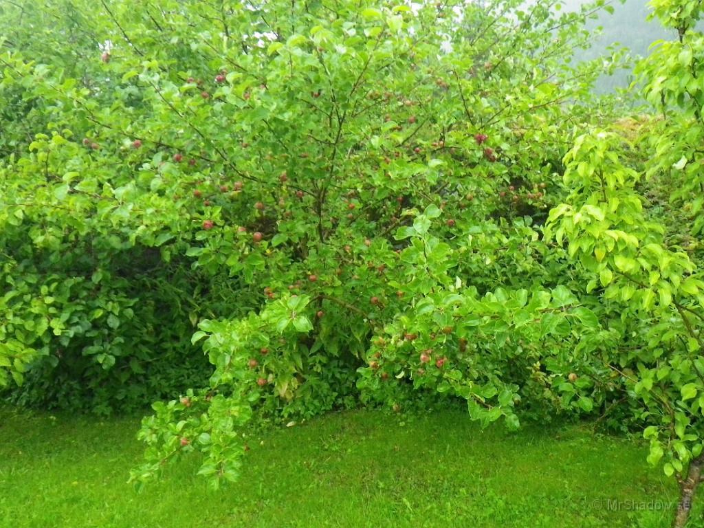 IMGP1258.JPG - Äppelträd