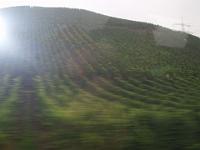 Vin bara vin   Trier ligger i Moseldalen så de odlar ju en del..